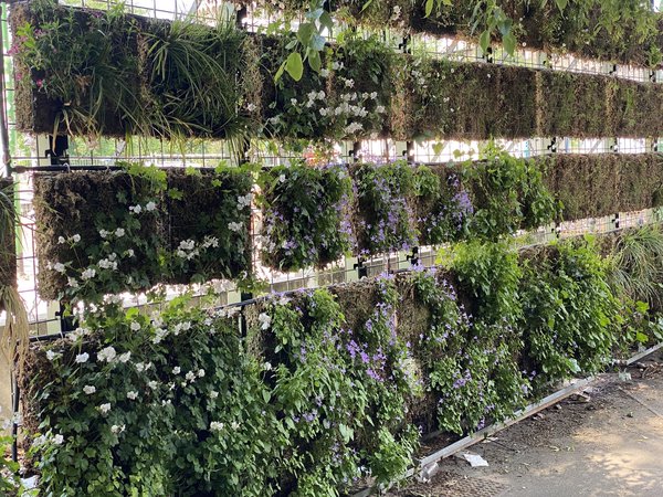 Comment créer et entretenir efficacement un mur végétal ?