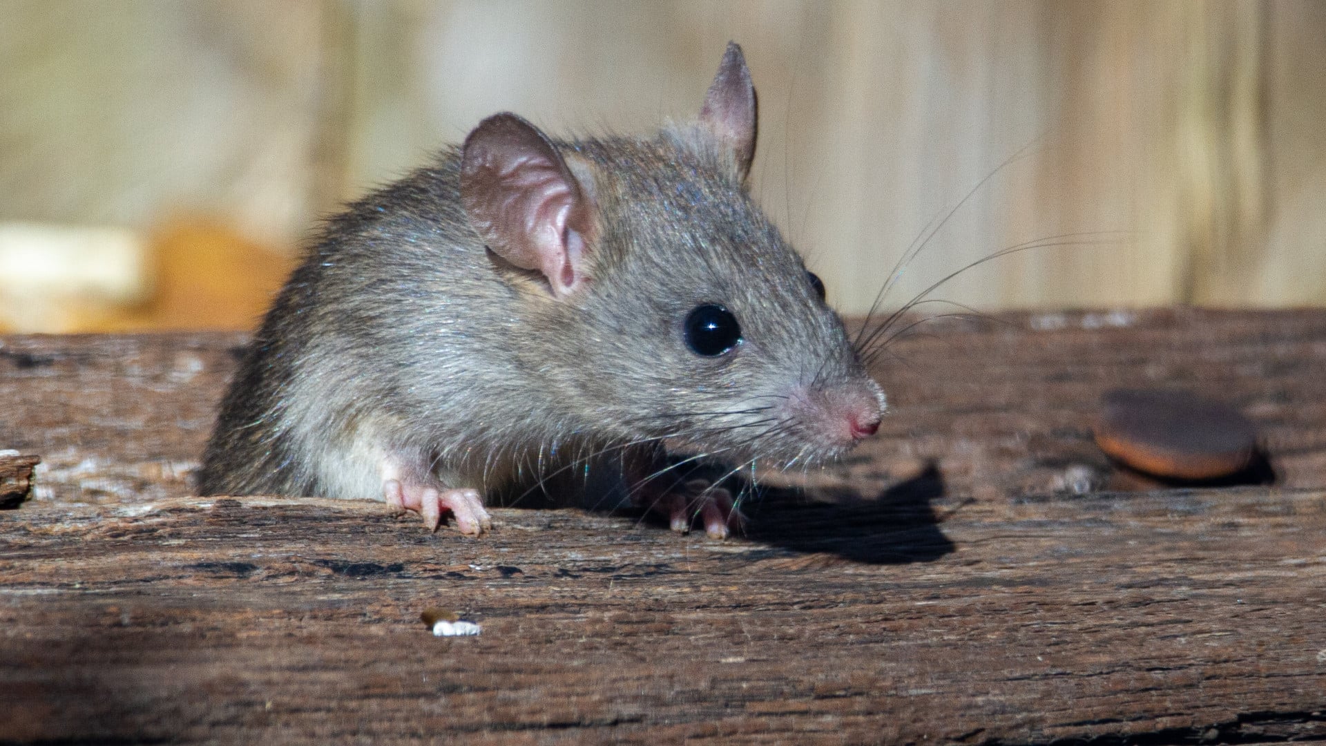 Ne laissez pas les rats envahir votre espace !